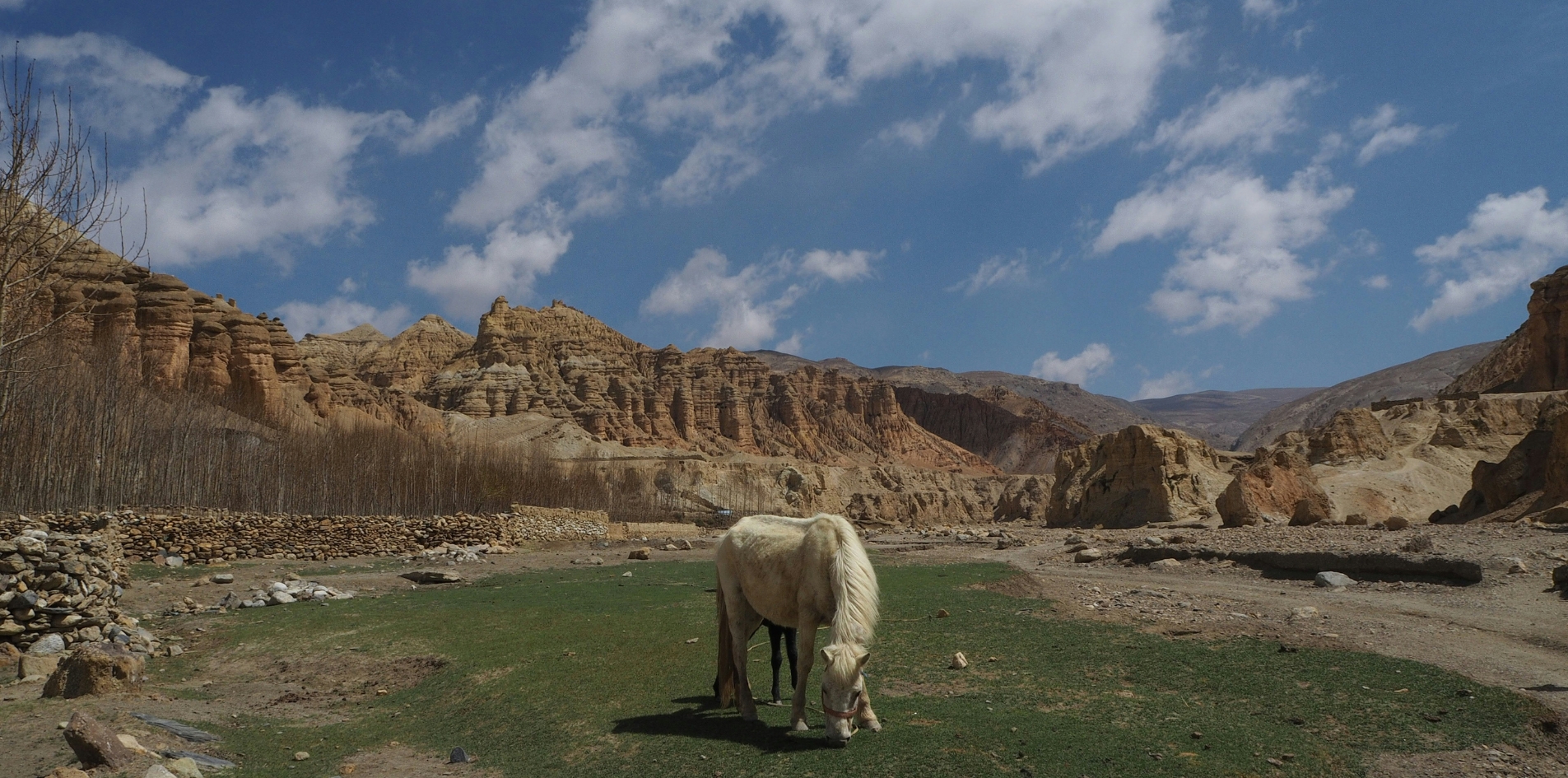 MUSTANG KINGDOM EXPLORER