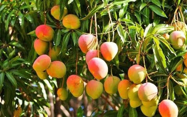 AMAZING ALPHONSO - KING OF MANGO GASTRONOMY