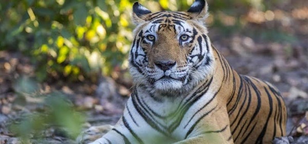LIVING THE WILD LIFE - KANHA NATIONAL PARK