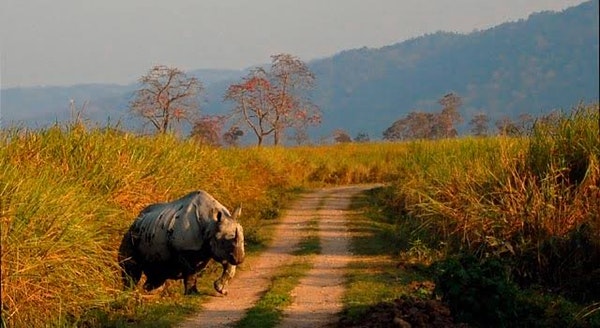 KAZIRANGA NATIONAL PARK - NATURAL HERITAGE