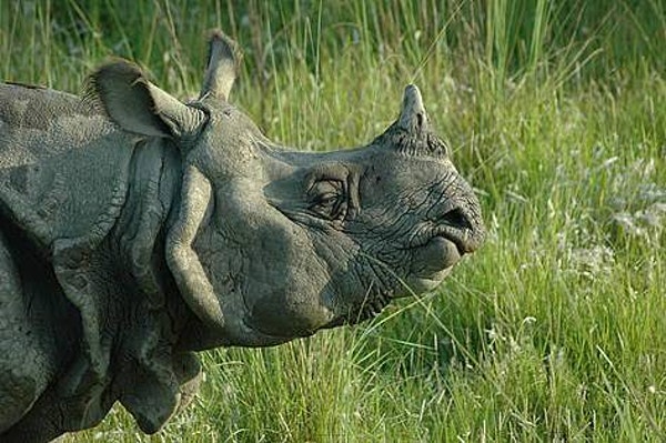 WILDERNESS WONDERS: ELEPHANTS, RHINOS & TIGERS IN NEPAL