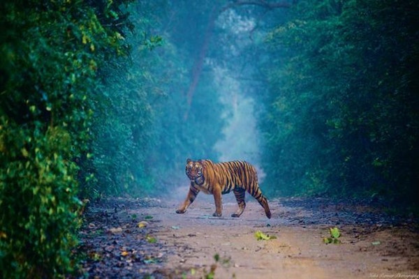 WILD & WONDERFUL - JIM CORBETT NATIONAL PARK