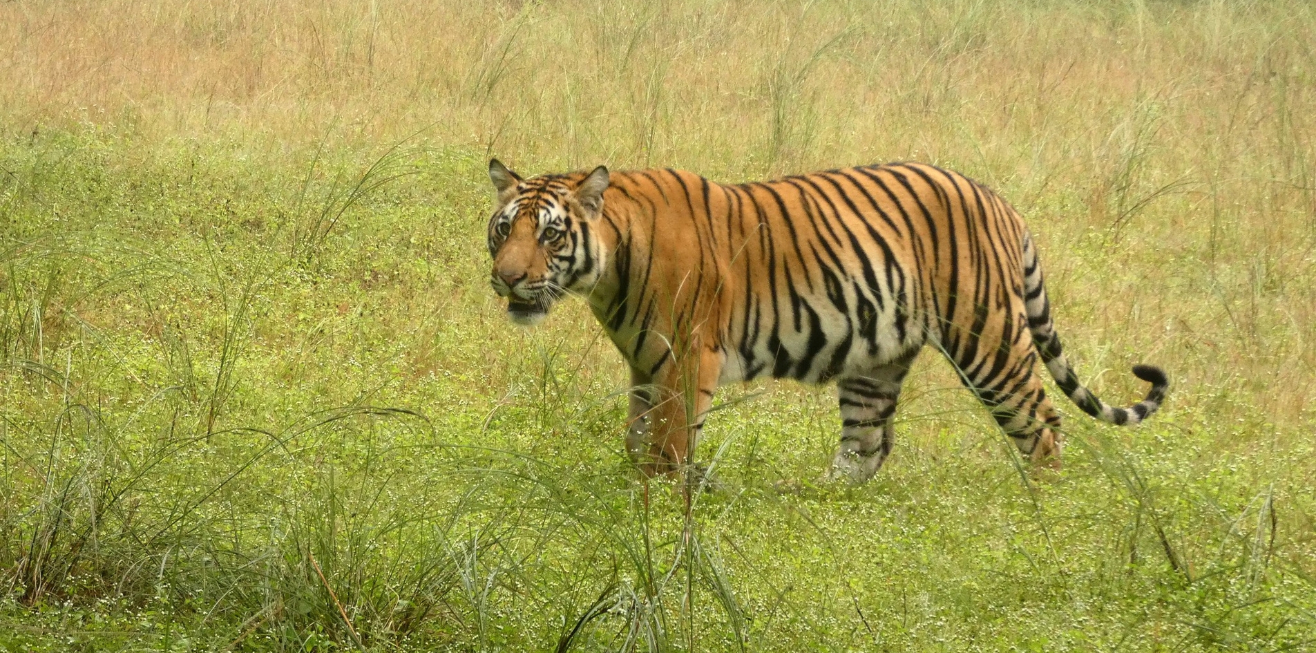 Day 3 – Khajuraho ? Bandhavgarh (Drive 6–7 hrs)