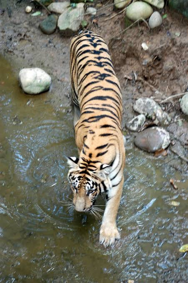 THE TERAI: WILDLIFE IN NEPAL