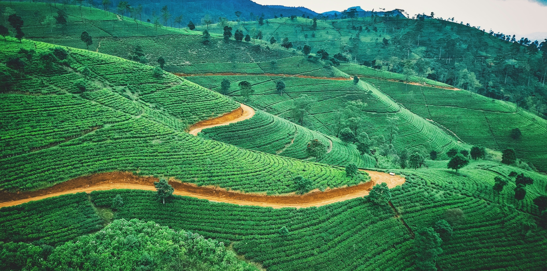 Day 6 — Kandy, Tea Country & Botanical Gardens