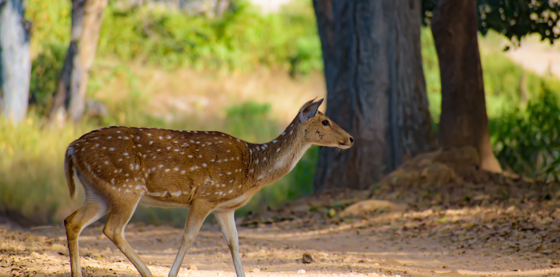 Day 5 – Bandhavgarh ? Kanha (Drive 5–6 hrs)